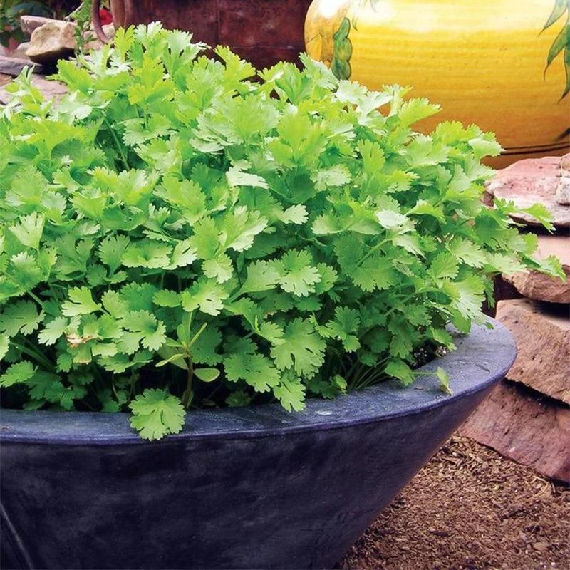 Organic Coriander Seeds for Gardening – Pack of 20