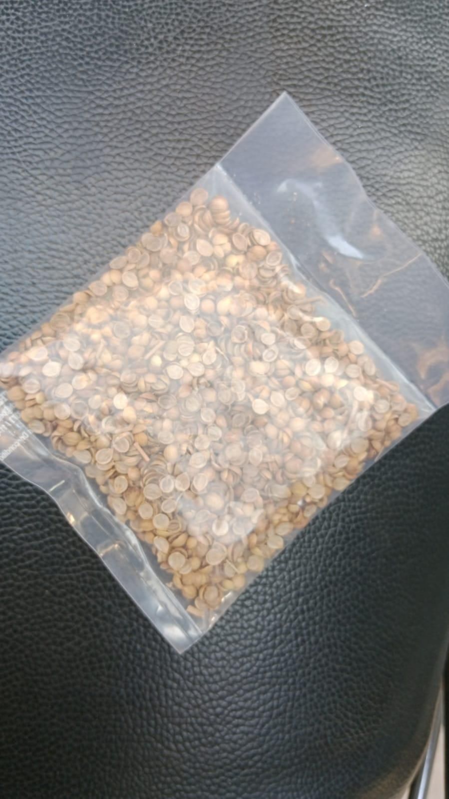 Organic Coriander Seeds for Gardening – Pack of 20
