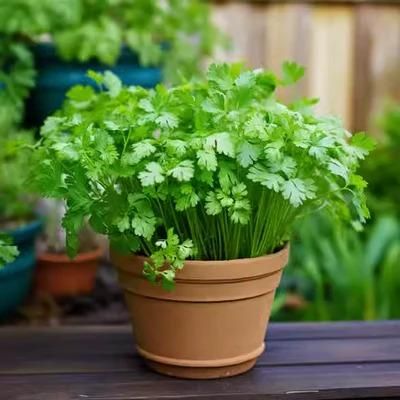 Organic Coriander Seeds for Gardening – Pack of 20