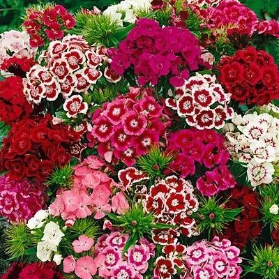 Dianthus Flower Seeds with Free Potting Mixture 100g