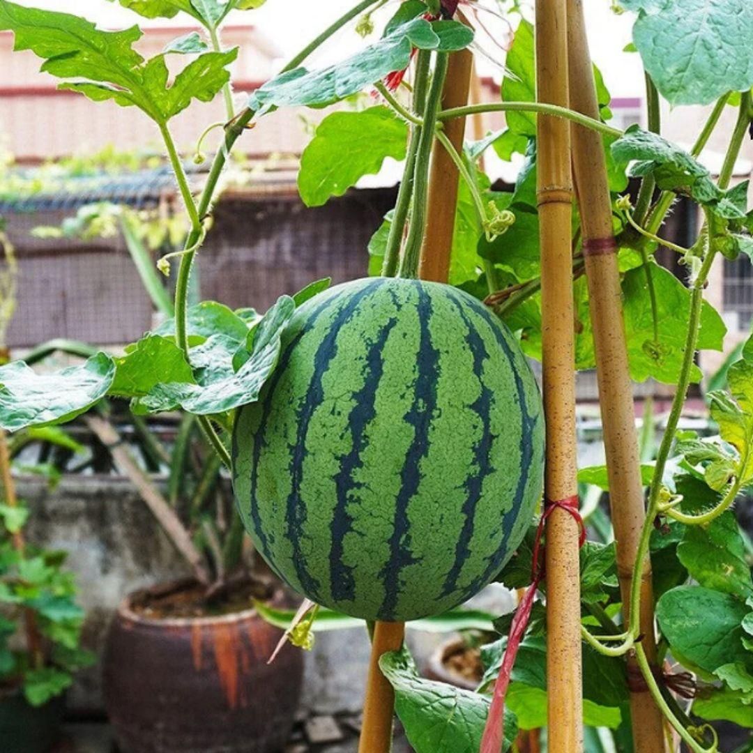 FairDealWorldShop Potted small watermelon seeds