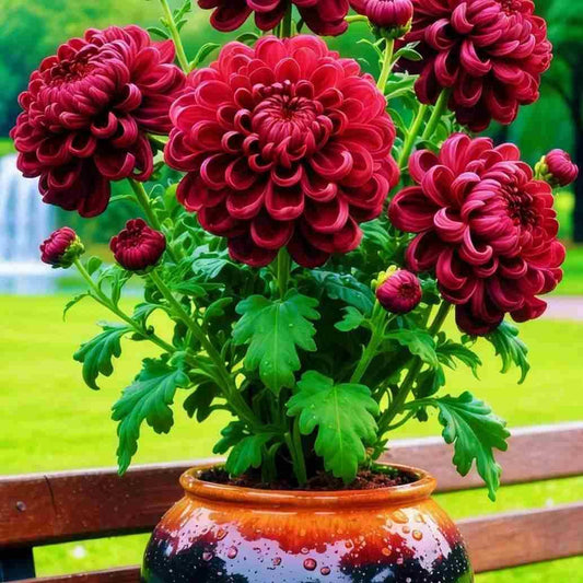 Double-Petal Chrysanthemums Seeds with 100g Organic Pot Mix Free