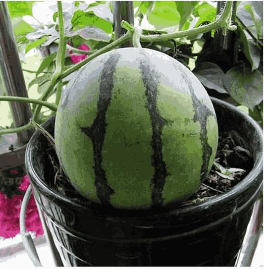 Potted Small Watermelon Seeds for Home Gardening
