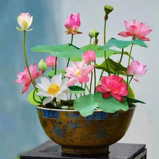 Bonsai Lotus Flower Seeds for Indoor Gardening