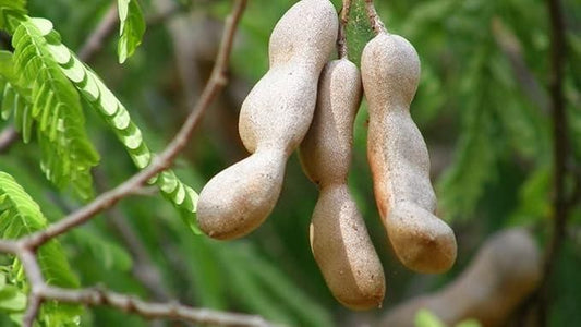 Tamarind Seeds with Free Potting Mixture 100g