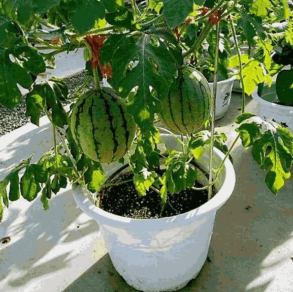 Potted Small Watermelon Seeds for Home Gardening