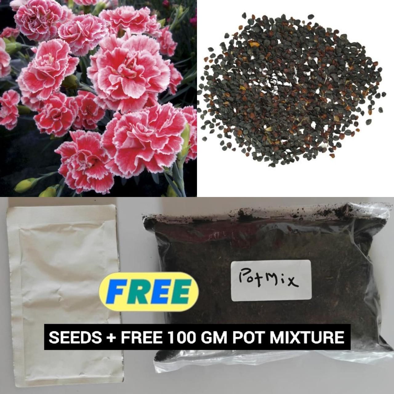 Dianthus Flower Seeds with Free Potting Mixture 100g