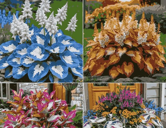 Shade-Tolerant Cold-Hardy Hosta Flower Plants
