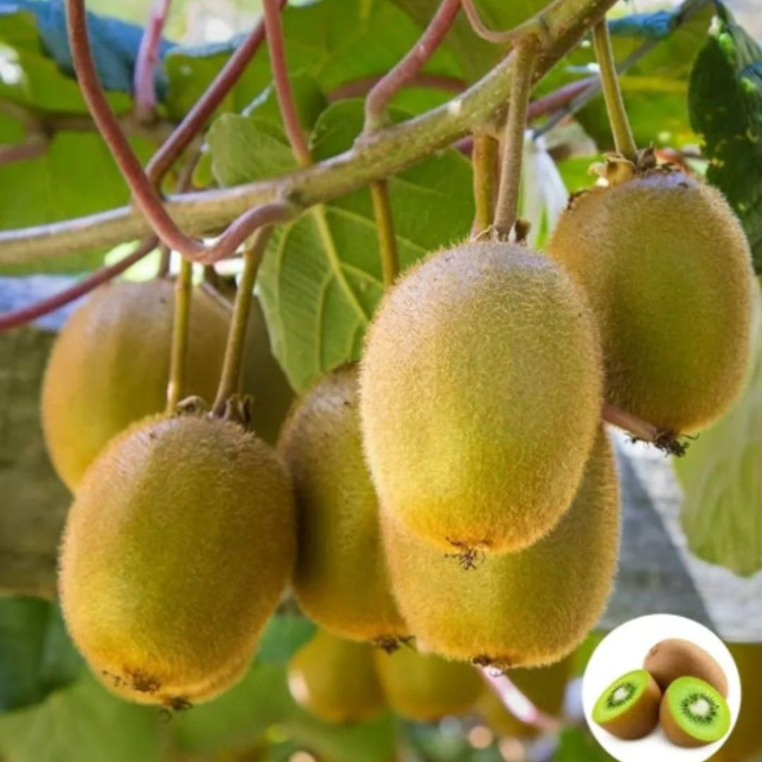 FairDealWorldShop Kiwi,Juicy, Sour And Sweet, Suitable For Home Planting