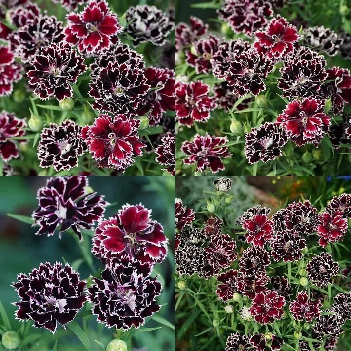 Dianthus Flower Seeds with Free Potting Mixture 100g