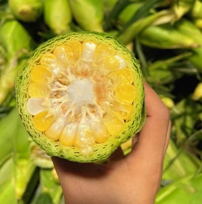 Japanese Sweet Milk Corn