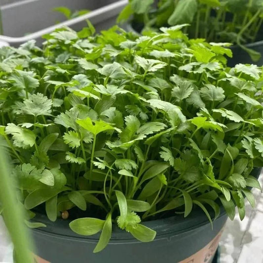 FairDealWorldShop Organic Coriander seeds for Gardening (Pack of 20)