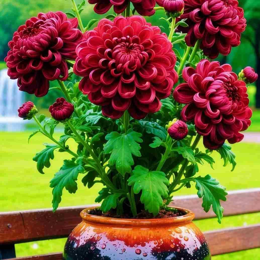 Double-Petal Chrysanthemums Seeds with 100g Organic Pot Mix Free