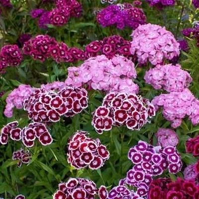 FairDealWorldShop Dianthus Seeds (Free Pot Mixture 100 gm)