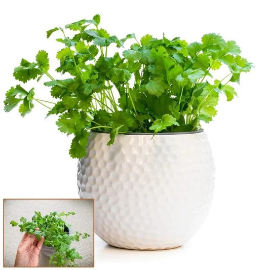 FairDealWorldShop Organic Coriander seeds for Gardening (Pack of 20)