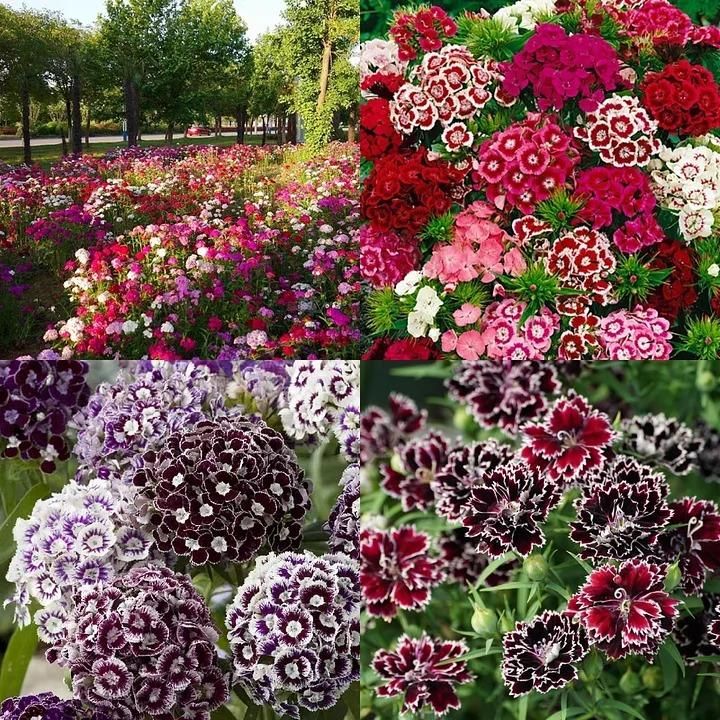 Dianthus Flower Seeds with Free Potting Mixture 100g