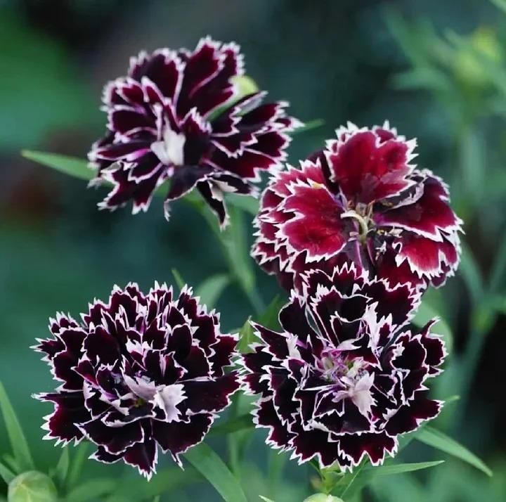 Dianthus Flower Seeds with Free Potting Mixture 100g