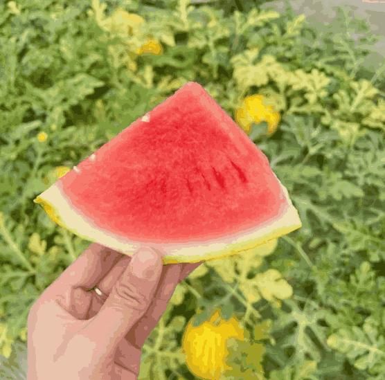 Golden Red Watermelon Seeds for Garden Planting