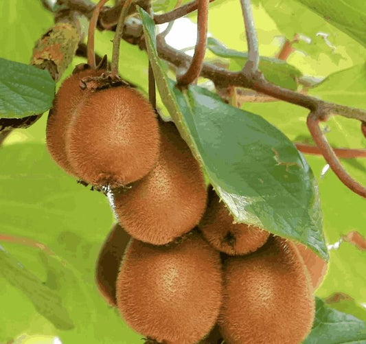 Juicy & Sweet Kiwi Seeds for Home Planting