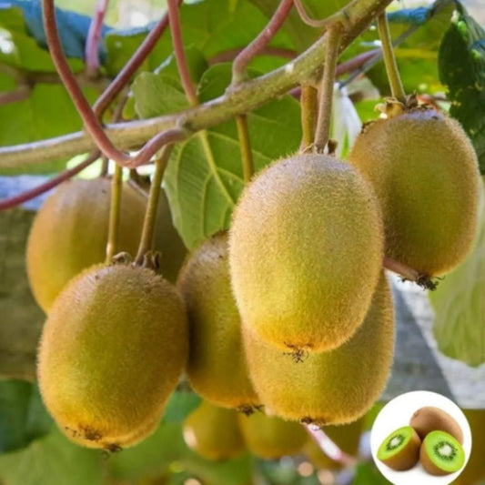 FairDealWorldShop Kiwi,Juicy, Sour And Sweet, Suitable For Home Planting